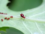 Red Lettuce Aphids