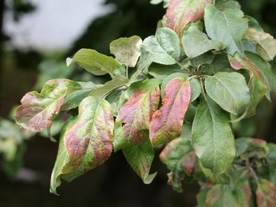 Plant With Psyllid Insects
