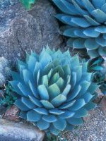 Blue-Green Artichoke Agave Plant