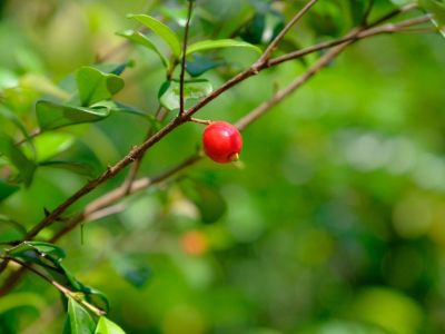 Beach Cherry Bush With A Red Berry