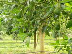 Phytophthora Root Rot On Avocado Trees