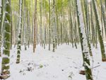 Bamboo Plants Covered In Snow