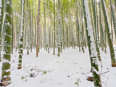 Bamboo Plants Covered In Snow