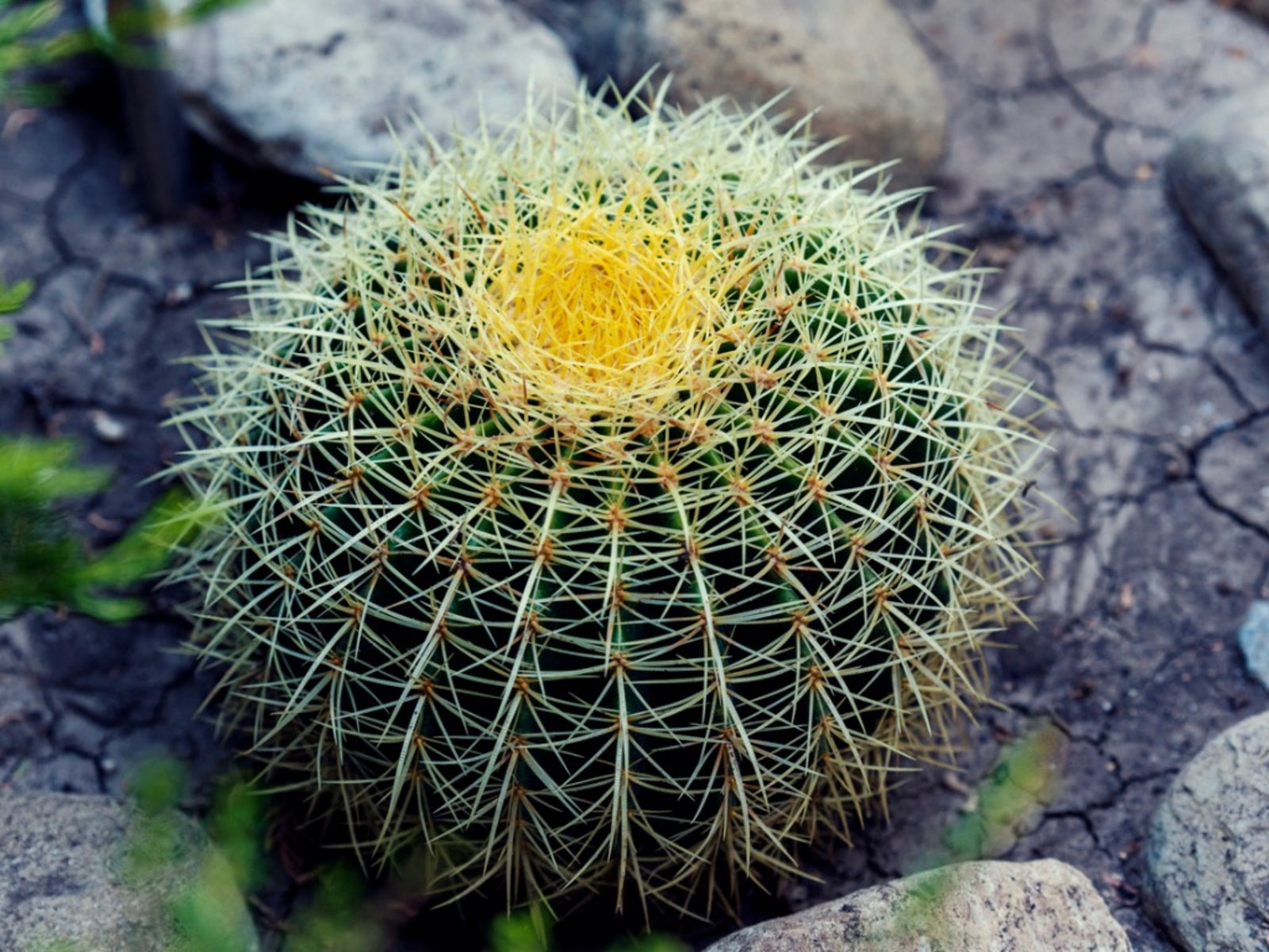Growing Barrel Cactus Tips For Barrel Cactus Care