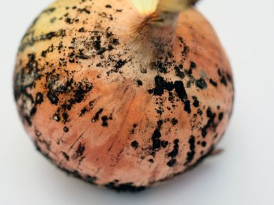 Black Mold On An Onion