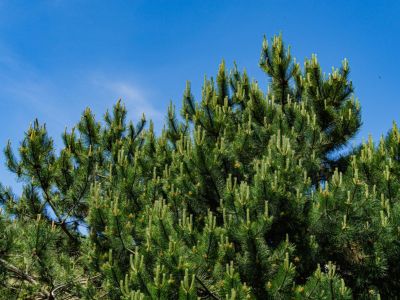 50Pcs Black Pine Coniferous Tree Seeds Australian Pine Home Garden Landscaping