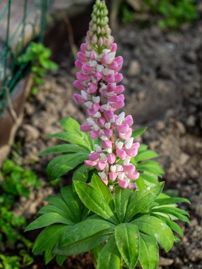 Pink And White Flowering Bigleaf Lupine Plant