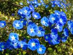 Bright Blue Flowers On Morning Glory Vines
