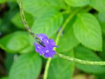Flowering Blue Porterweed Groundcover