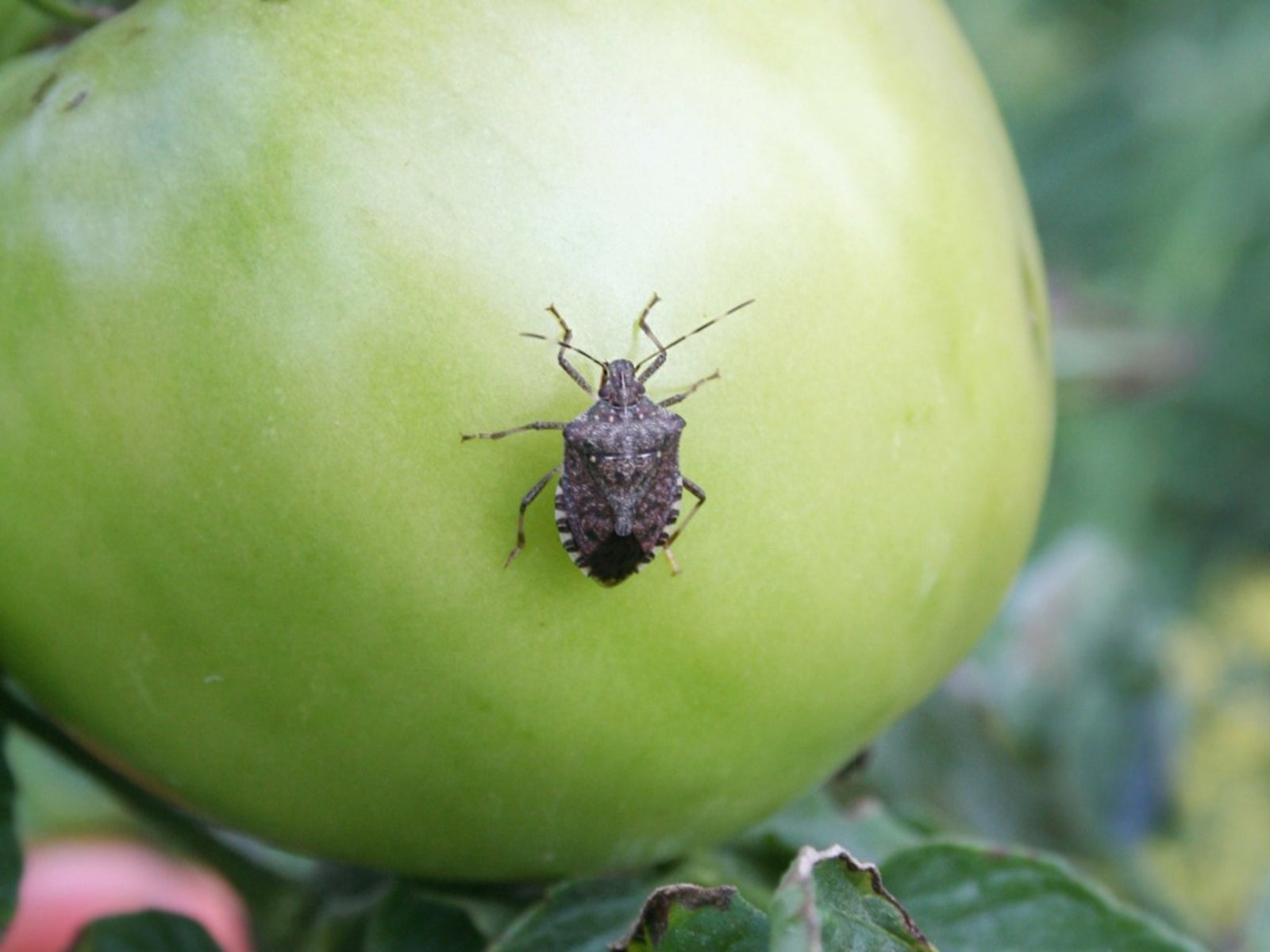 Identifying Pests to Effectively Tackle Stink Bug Damage on Tomatoes
