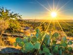 Sun Shining On Cacti In The Desert