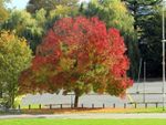 Large Red-Green Claret Ash Tree