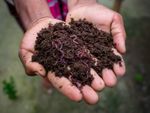 Dying Worms In Vermicompost