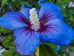 A Blue Hibiscus Flower