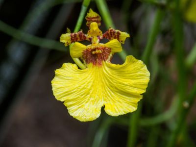 Yellow Oncidium Dancing Lady Flower