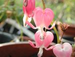 Pink Bleeding Heart Plant In A Container
