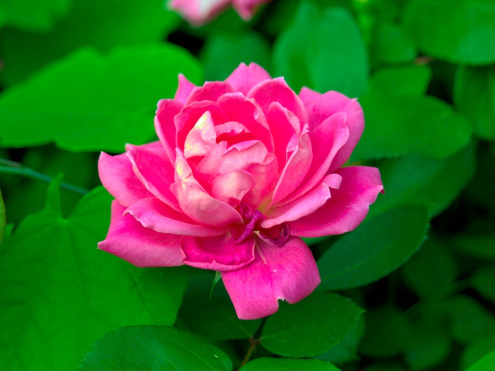 Indoor/Outdoor Flowering Plant Brighter Blooms No Shipping to AZ 2-3 Feet Pink Knock Out Rose Tree
