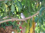 Bird On A Tree Branch Next To A Hanging Basket