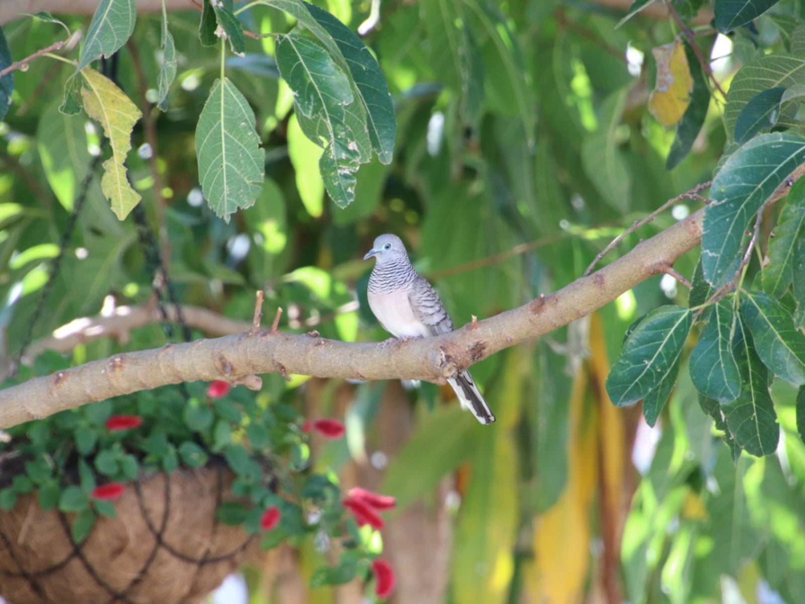 Bird Proofing Hanging Baskets - Birds Nesting In Hanging Plants