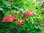 Red Flowering Rangoon Creeper Vine