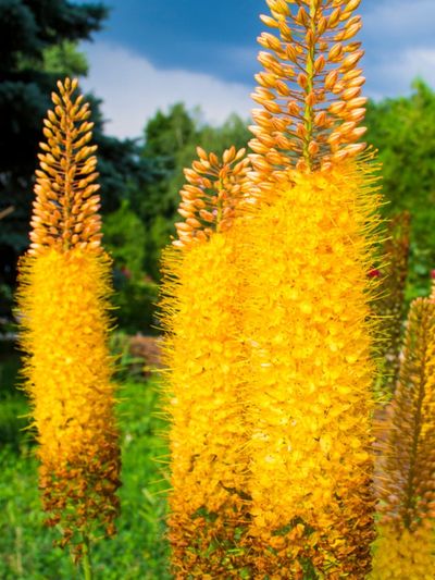 Yellow Foxtail Lily Flowers