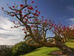 Red Flowering Coral Tree