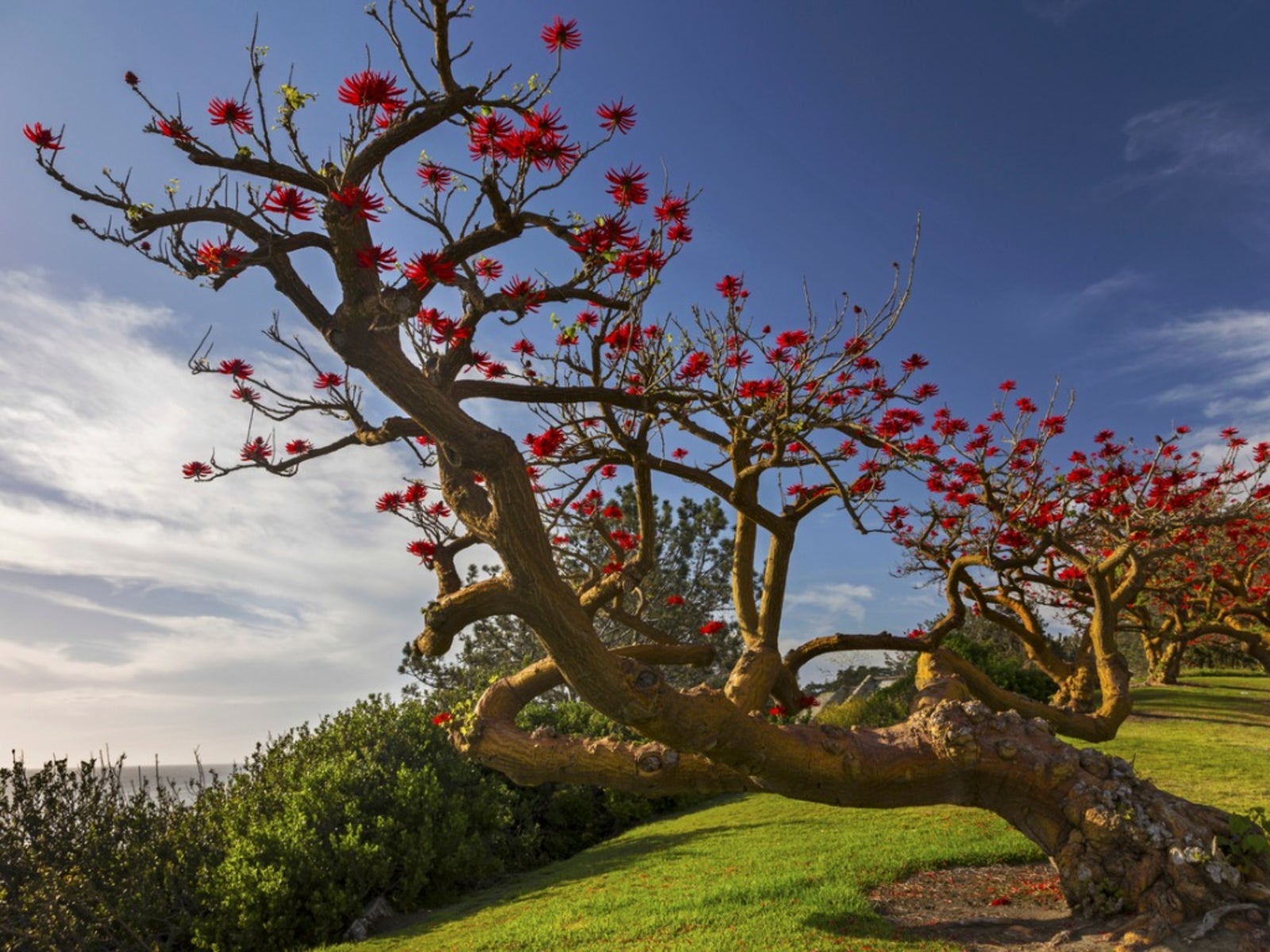Coral Tree Plant