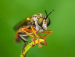 Close Up Of A Robber Fly Insect