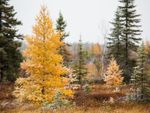 Tamarack Trees In The Forest
