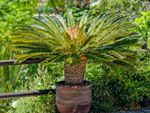 Potted Sago Palm Tree