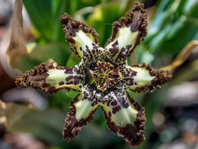 Spotted Starfish Iris Plant
