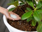 Fertilizing A Potted Rhododendron Plant