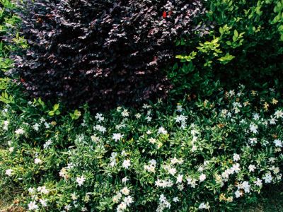 Gardenia And Companion Plants