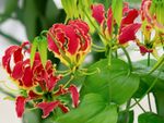 Red Gloriosa Lilies