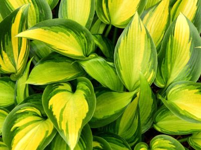 Light/Dark Green Hosta Plants