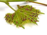 Phylloxera On Grape Vine Leaves