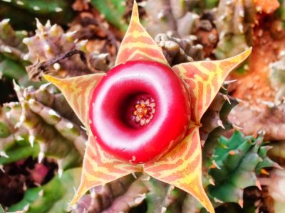 Star-Shaped Huernia Cactus
