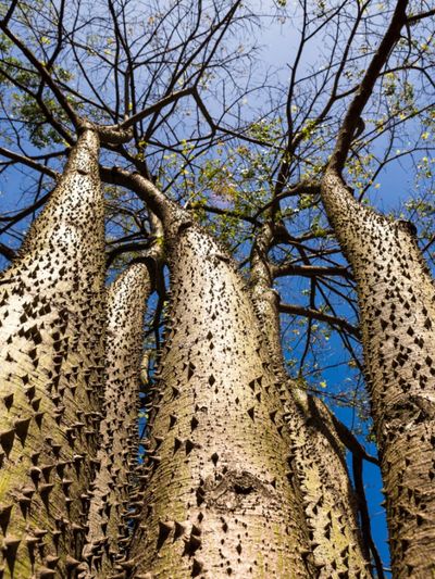 Cone-Shaped Spikes On Tall Sandbox Trees