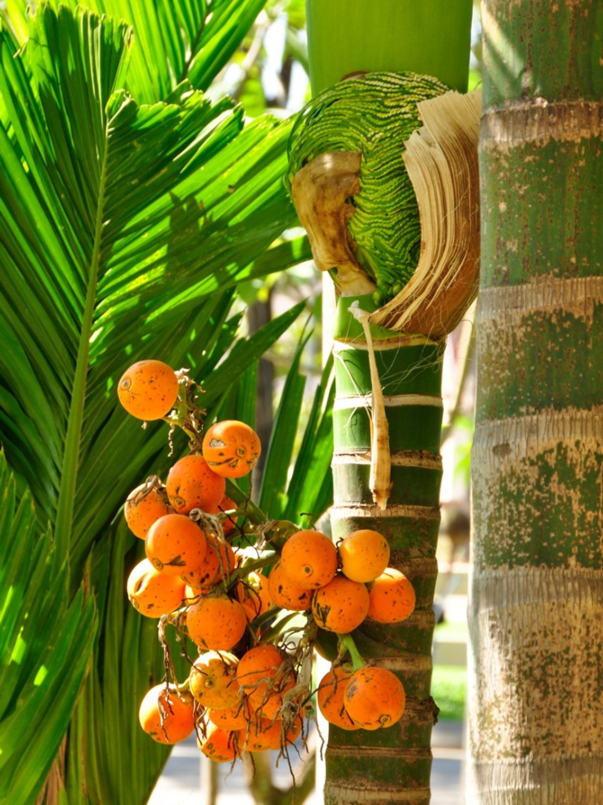 Fruit du palmier Pindo