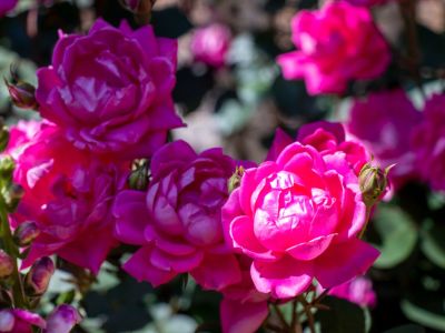 Bright Pink Knockout Roses