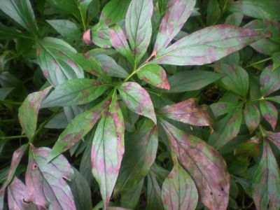 Spotted Peony Plant Leaves