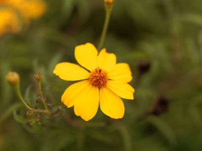 Yellow Flowering Marigold Plant