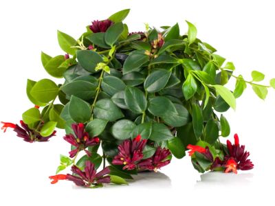 Potted Lipstick Plant