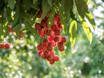 Lychee Tree Full Of Fruits