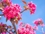 Pink Flowered Royal Raindrops Tree