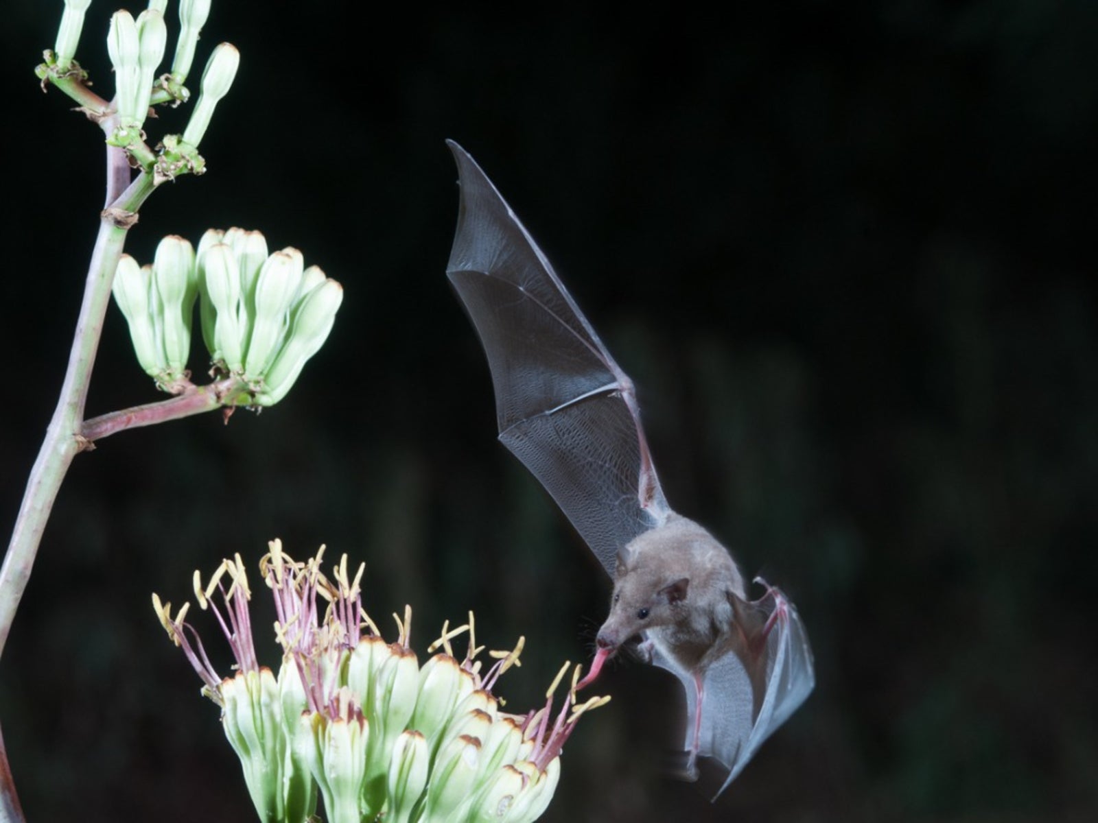 bat feeding on nector