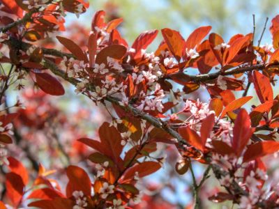 Blooming Newport Plum Tree