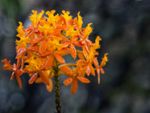 Orange Flowered Epidendrum Orchid Plants