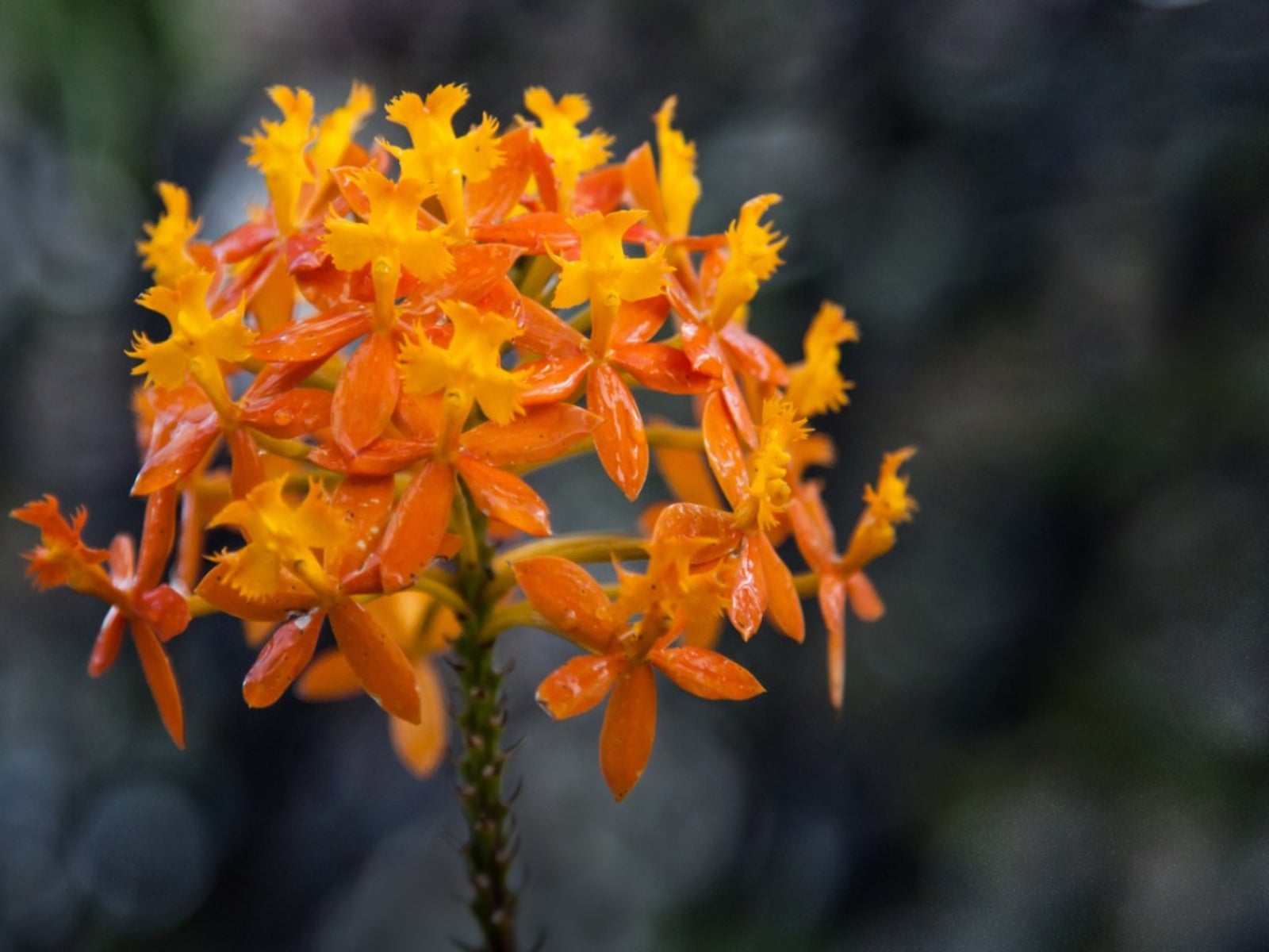orange-crucifix-orchids.jpg