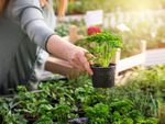 Greenhouse Grown Herbs